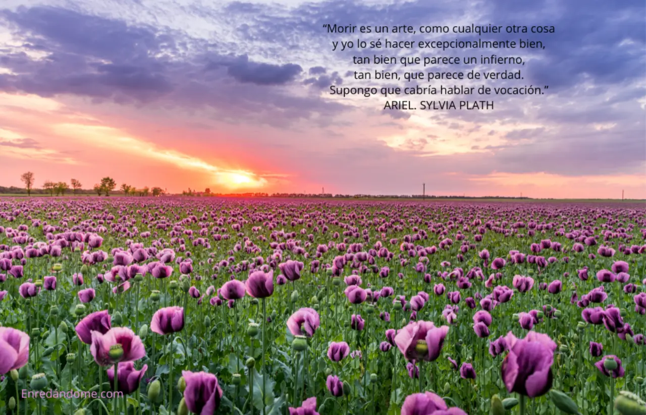 Texto de Sylvia Plath sobre fondo de flores moradas al atardecer.
